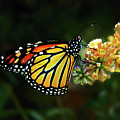 Butterfly Bush